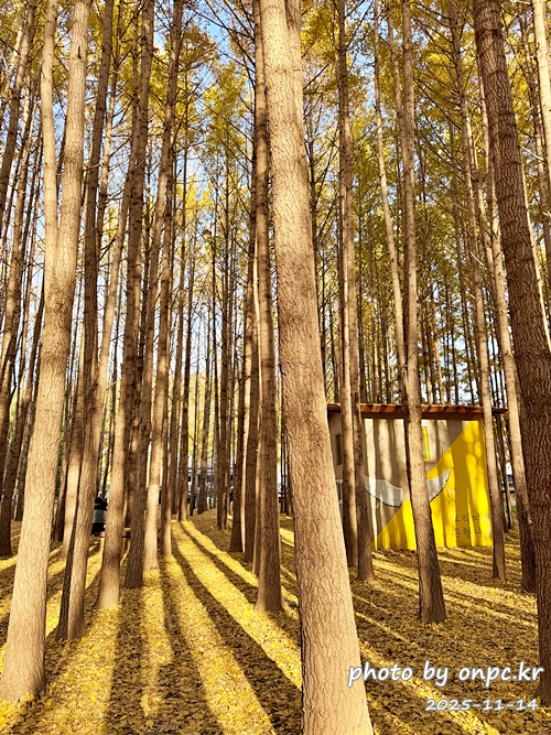 🍂 노랗게 물든 경주 도리마을 은행나무숲 나들이 - 11월 초, 가을빛이 가장 깊어질 즈음이면 늘 생각나는 곳.바로 경주 도리마을 은행나무숲이에요 🍂올해는 유난히 따뜻한 날씨 덕분에 단풍이 늦게 들었다는 이야기를 듣고,11월 14일 늦가을의 정취를 만끽하기 위해 경주 도리마을 은행나무숲을 찾았습니다. 🍂 노랗게 물든 경주 도리마을 은행나무숲 나들이