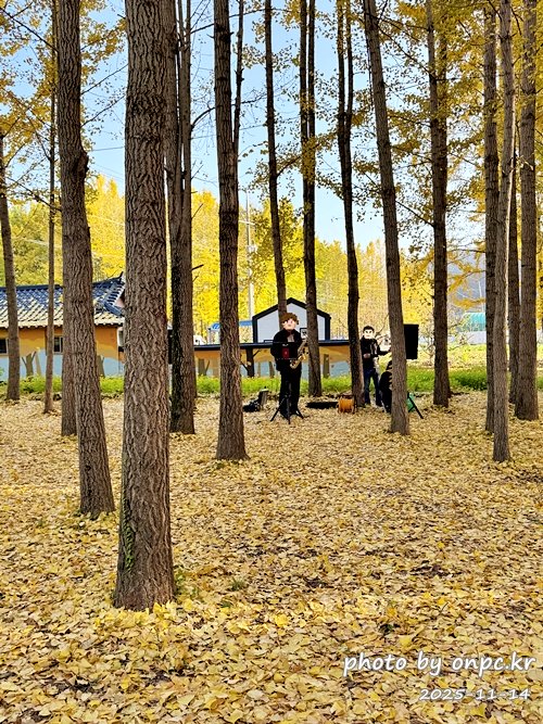 🍂 노랗게 물든 경주 도리마을 은행나무숲 나들이