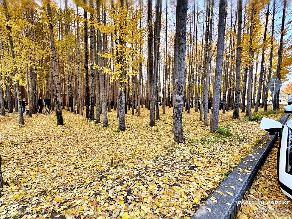 🍂 노랗게 물든 경주 도리마을 은행나무숲 나들이
