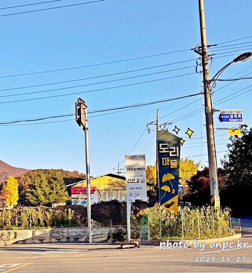 🍂 노랗게 물든 경주 도리마을 은행나무숲 나들이