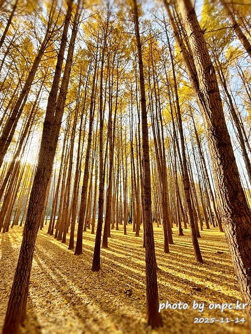 🍂 노랗게 물든 경주 도리마을 은행나무숲 나들이