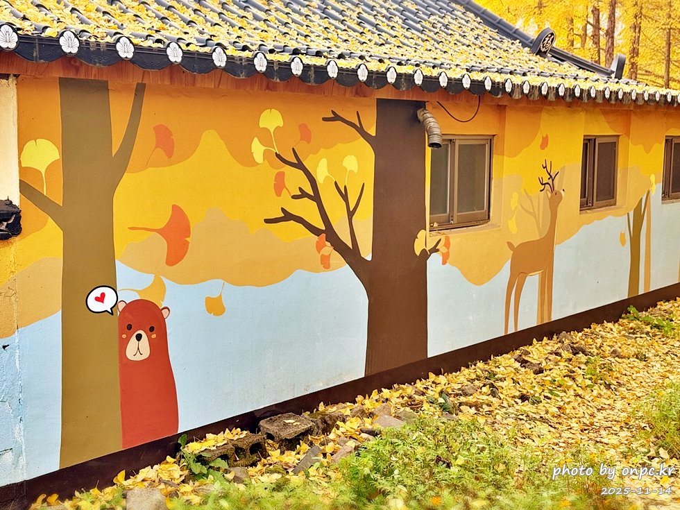 🍂 노랗게 물든 경주 도리마을 은행나무숲 나들이