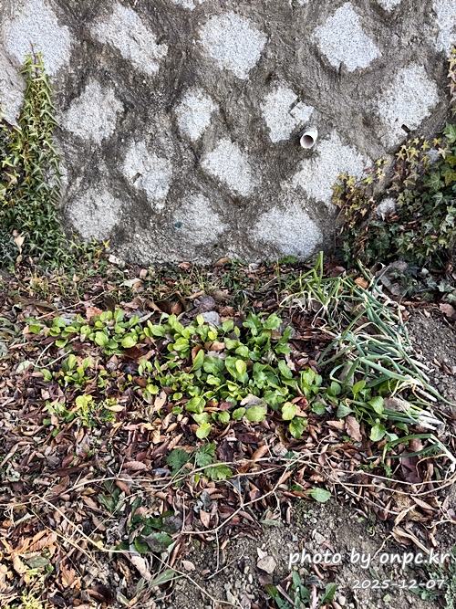 경주산내 하월오토캠핑장