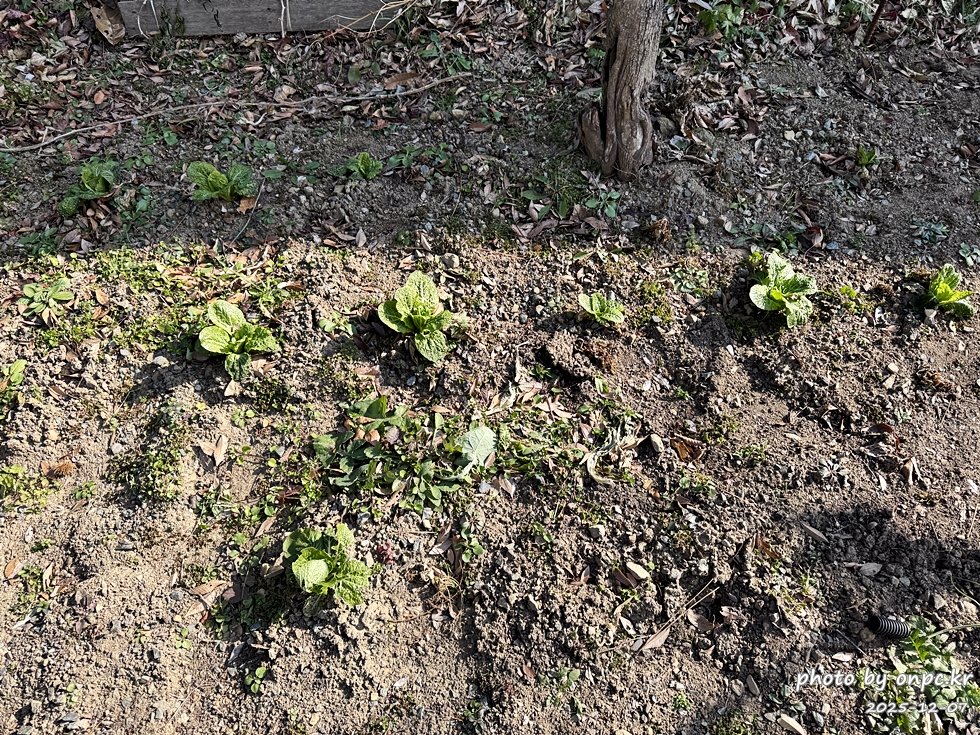 경주산내 하월오토캠핑장