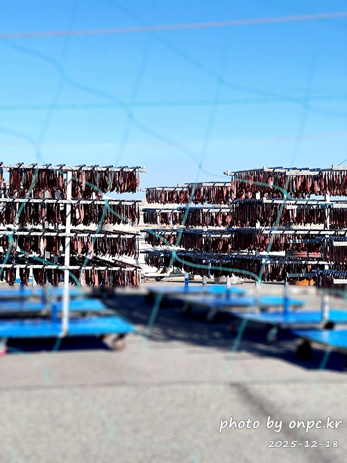 🐟 겨울 별미의 본고장! 포항 구룡포 과메기 덕장 방문기 (feat. 주상절리, 삼정리 해변)