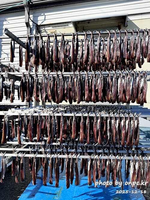 🐟 겨울 별미의 본고장! 포항 구룡포 과메기 덕장 방문기 (feat. 주상절리, 삼정리 해변)