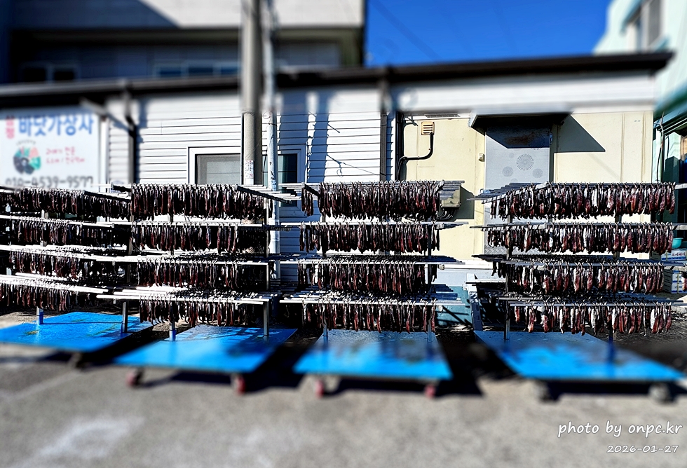 🐟 겨울 별미의 본고장! 포항 구룡포 과메기 덕장 방문기 (feat. 주상절리, 삼정리 해변)