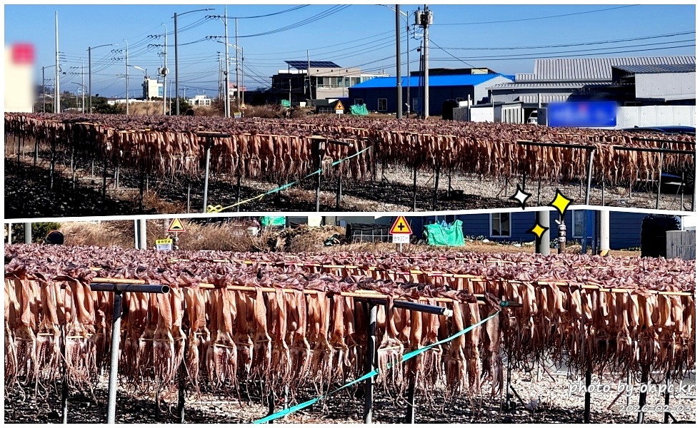 🐟 겨울 별미의 본고장! 포항 구룡포 과메기 덕장 방문기 (feat. 주상절리, 삼정리 해변)