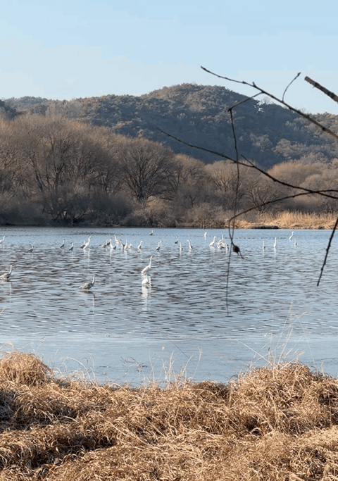 🌿[창녕 여행] 1억 4천만 년의 신비, 겨울 우포늪과 생태관 완벽 탐방기 | 생명길 8.4km 트레킹 후기