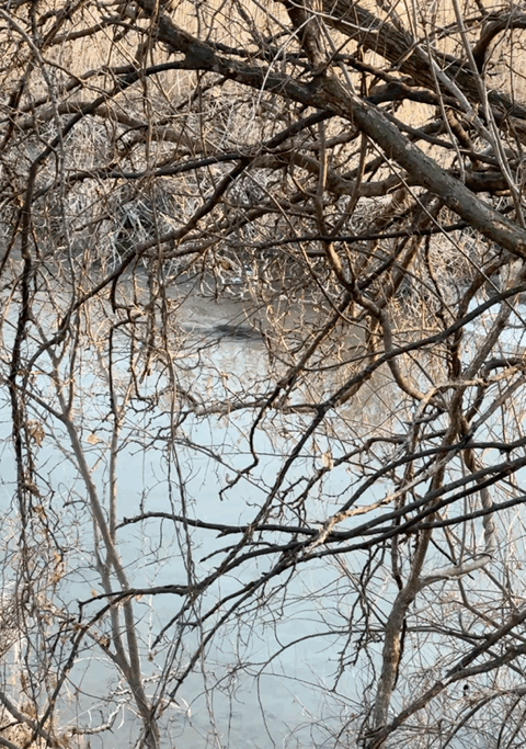 🌿[창녕 여행] 1억 4천만 년의 신비, 겨울 우포늪과 생태관 완벽 탐방기 | 생명길 8.4km 트레킹 후기