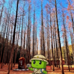 영덕 벌영메타세콰이어숲