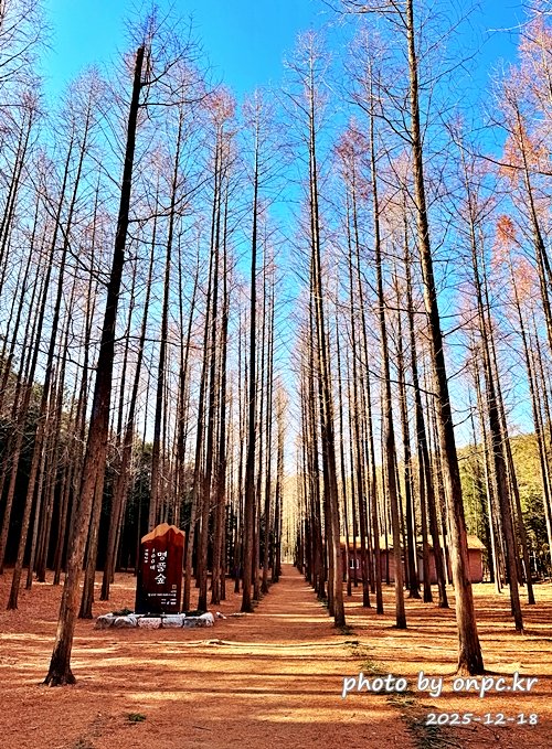 영덕 벌영메타세콰이어숲