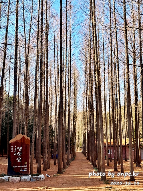 [영덕 가볼만한곳] 대한민국 100대 명품숲! 벌영리 메타세콰이어 숲길 산책 후기🌲❄️