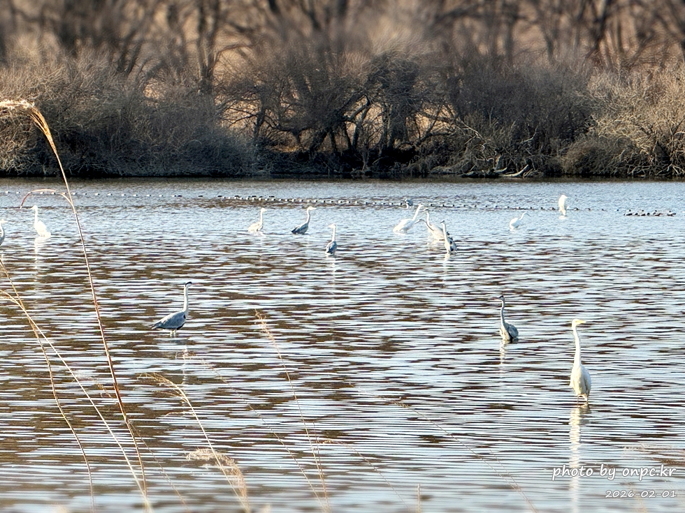 🌿[창녕 여행] 1억 4천만 년의 신비, 겨울 우포늪과 생태관 완벽 탐방기 | 생명길 8.4km 트레킹 후기