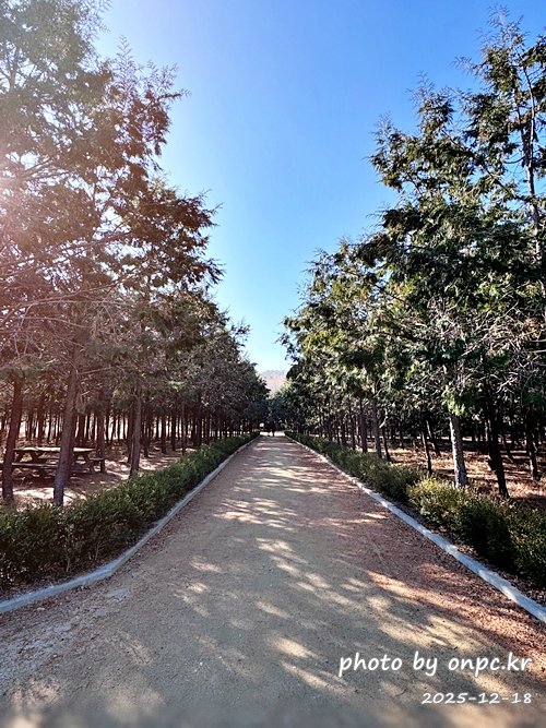 [영덕 가볼만한곳] 대한민국 100대 명품숲! 벌영리 메타세콰이어 숲길 산책 후기🌲❄️