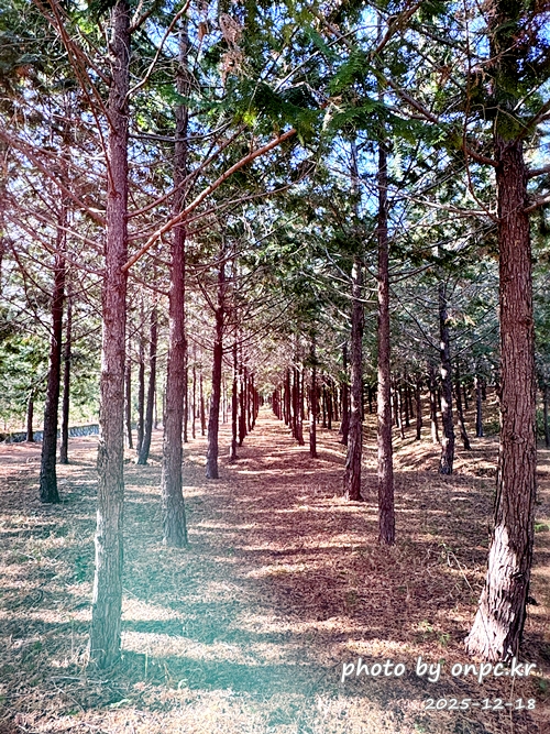 [영덕 가볼만한곳] 대한민국 100대 명품숲! 벌영리 메타세콰이어 숲길 산책 후기🌲❄️
