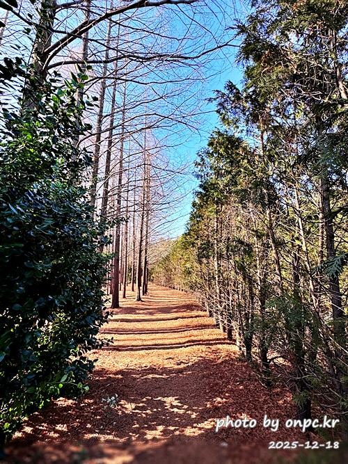 [영덕 가볼만한곳] 대한민국 100대 명품숲! 벌영리 메타세콰이어 숲길 산책 후기🌲❄️