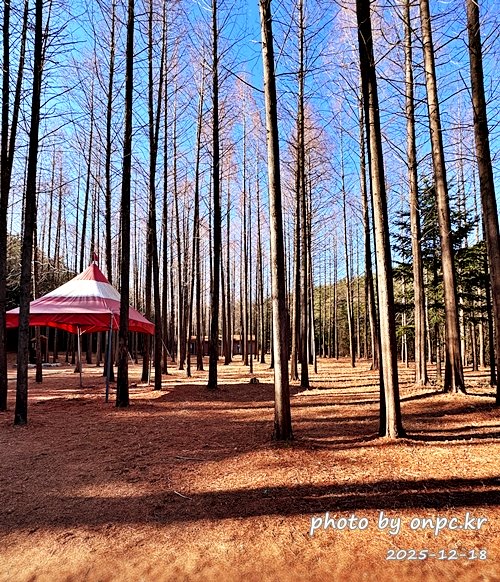 [영덕 가볼만한곳] 대한민국 100대 명품숲! 벌영리 메타세콰이어 숲길 산책 후기🌲❄️