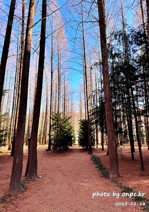 [영덕 가볼만한곳] 대한민국 100대 명품숲! 벌영리 메타세콰이어 숲길 산책 후기🌲❄️