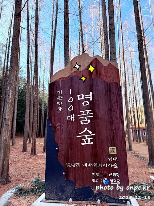 [영덕 가볼만한곳] 대한민국 100대 명품숲! 벌영리 메타세콰이어 숲길 산책 후기🌲❄️
