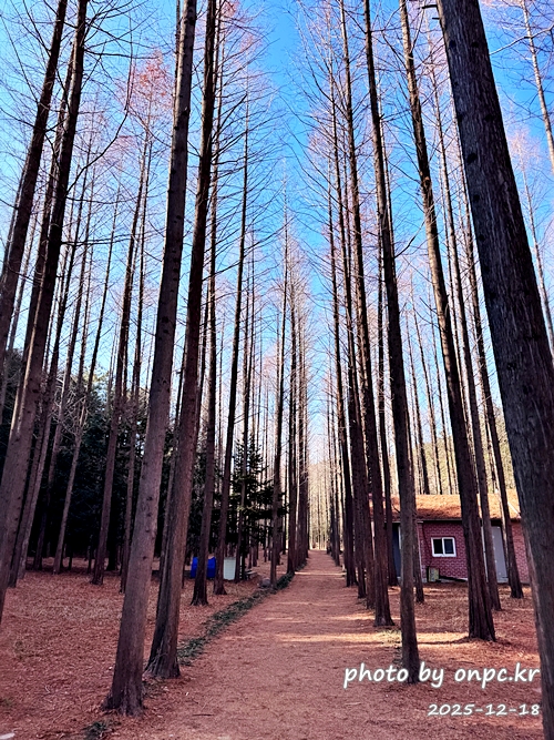[영덕 가볼만한곳] 대한민국 100대 명품숲! 벌영리 메타세콰이어 숲길 산책 후기🌲❄️