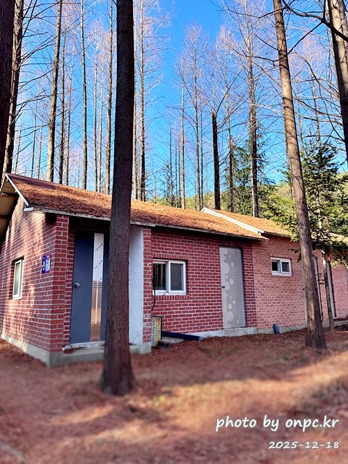 [영덕 가볼만한곳] 대한민국 100대 명품숲! 벌영리 메타세콰이어 숲길 산책 후기🌲❄️