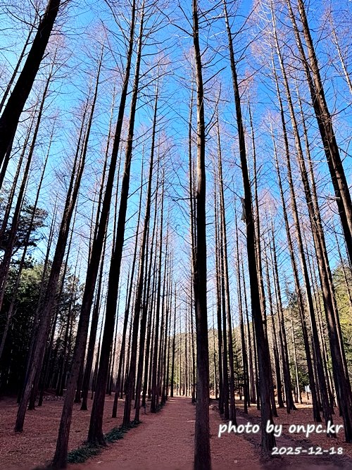 [영덕 가볼만한곳] 대한민국 100대 명품숲! 벌영리 메타세콰이어 숲길 산책 후기🌲❄️