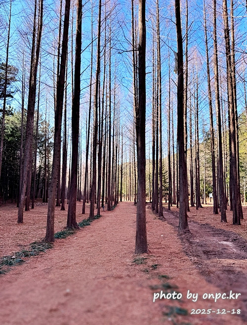 [영덕 가볼만한곳] 대한민국 100대 명품숲! 벌영리 메타세콰이어 숲길 산책 후기🌲❄️