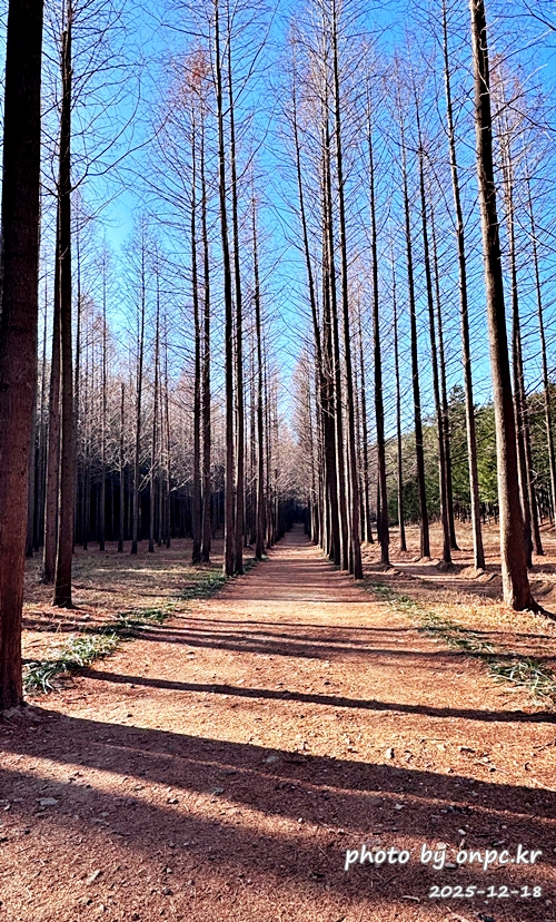 [영덕 가볼만한곳] 대한민국 100대 명품숲! 벌영리 메타세콰이어 숲길 산책 후기🌲❄️