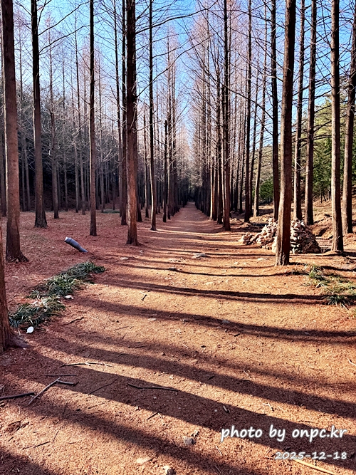 [영덕 가볼만한곳] 대한민국 100대 명품숲! 벌영리 메타세콰이어 숲길 산책 후기🌲❄️