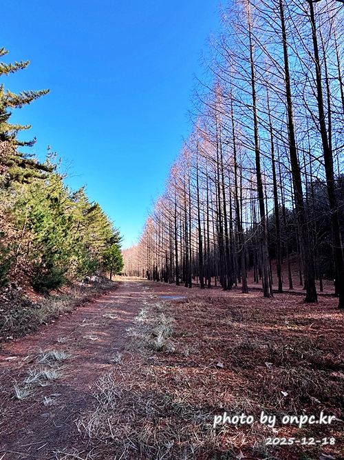 [영덕 가볼만한곳] 대한민국 100대 명품숲! 벌영리 메타세콰이어 숲길 산책 후기🌲❄️