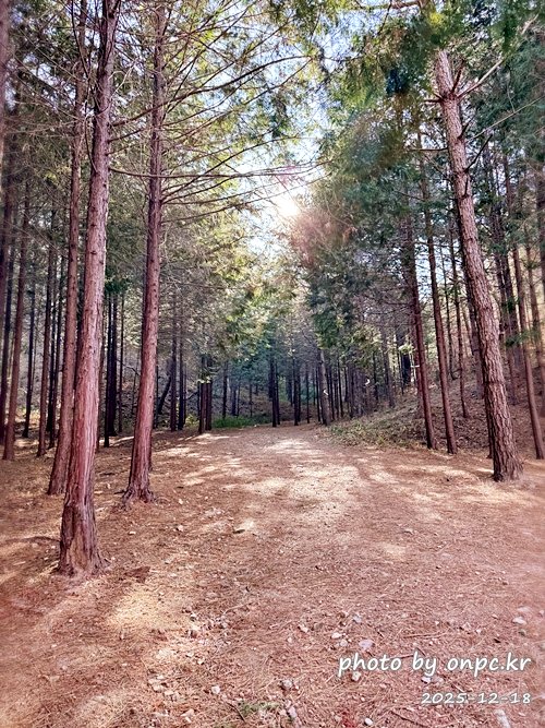 [영덕 가볼만한곳] 대한민국 100대 명품숲! 벌영리 메타세콰이어 숲길 산책 후기🌲❄️