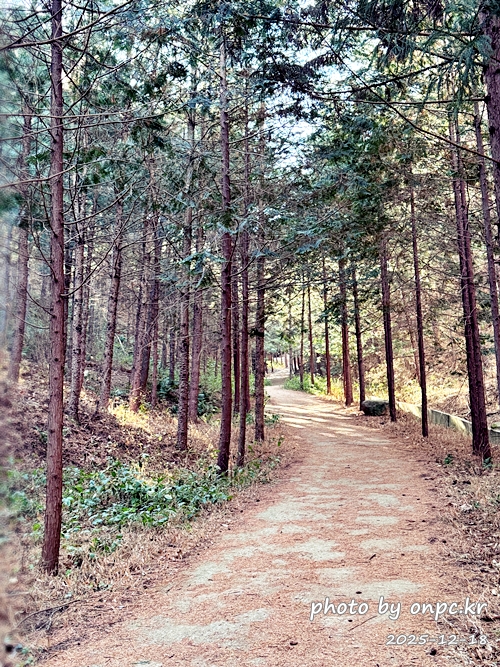 [영덕 가볼만한곳] 대한민국 100대 명품숲! 벌영리 메타세콰이어 숲길 산책 후기🌲❄️