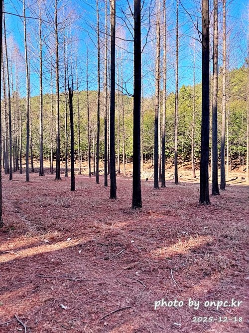 [영덕 가볼만한곳] 대한민국 100대 명품숲! 벌영리 메타세콰이어 숲길 산책 후기🌲❄️