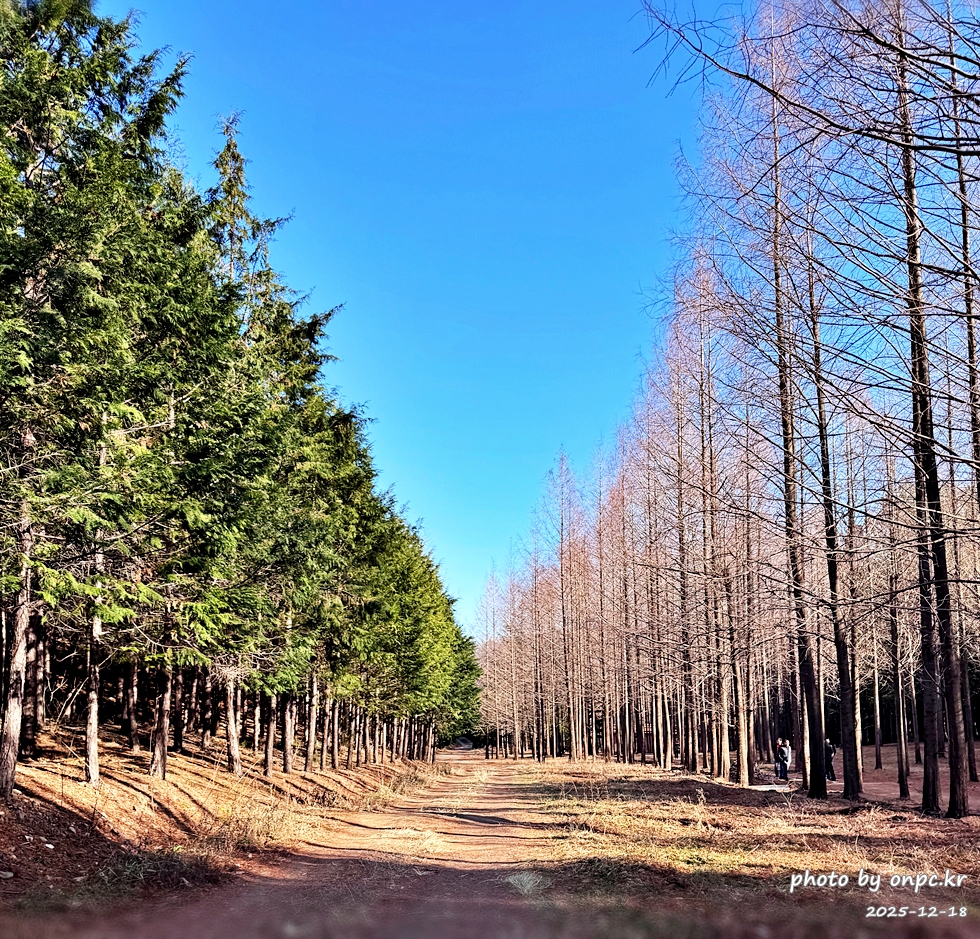 [영덕 가볼만한곳] 대한민국 100대 명품숲! 벌영리 메타세콰이어 숲길 산책 후기🌲❄️