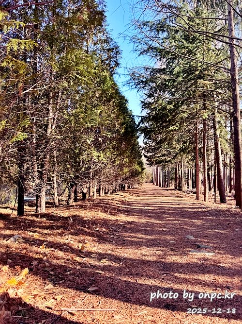 [영덕 가볼만한곳] 대한민국 100대 명품숲! 벌영리 메타세콰이어 숲길 산책 후기🌲❄️
