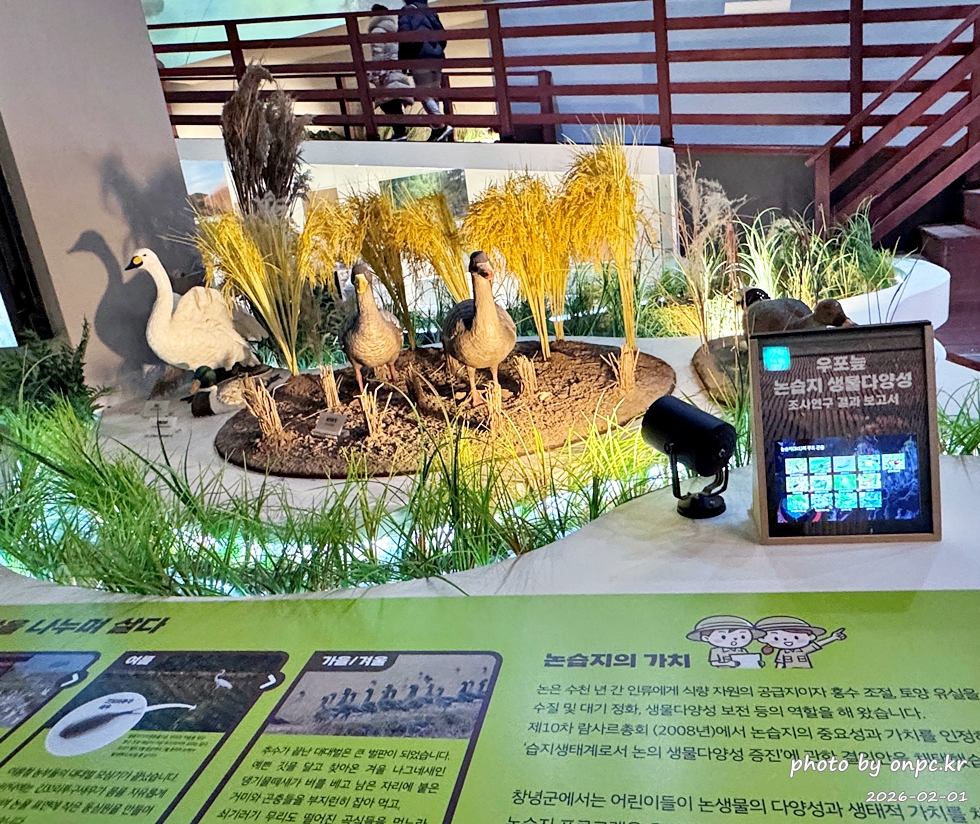 🌿[창녕 여행] 1억 4천만 년의 신비, 겨울 우포늪과 생태관 완벽 탐방기 | 생명길 8.4km 트레킹 후기