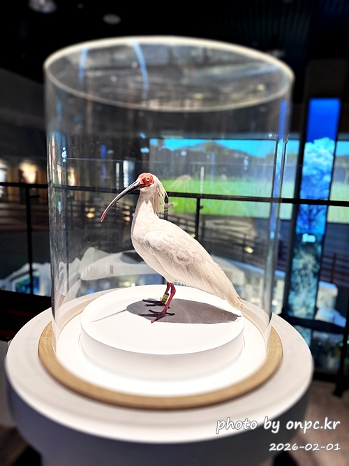 🌿[창녕 여행] 1억 4천만 년의 신비, 겨울 우포늪과 생태관 완벽 탐방기 | 생명길 8.4km 트레킹 후기