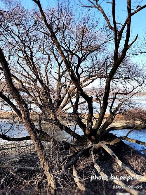 🌿[창녕 여행] 1억 4천만 년의 신비, 겨울 우포늪과 생태관 완벽 탐방기 | 생명길 8.4km 트레킹 후기