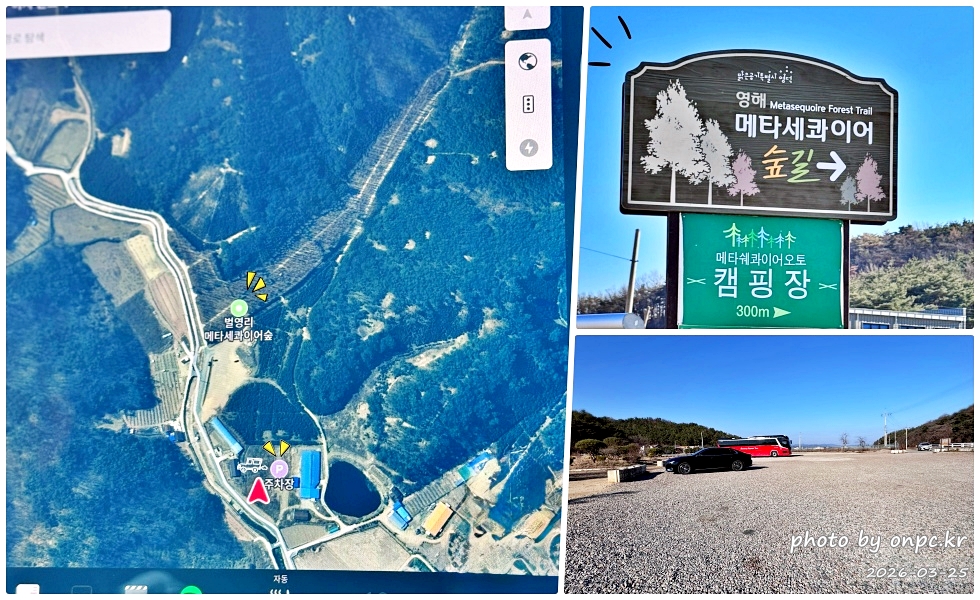 [영덕 가볼만한곳] 대한민국 100대 명품숲! 벌영리 메타세콰이어 숲길 산책 후기🌲❄️