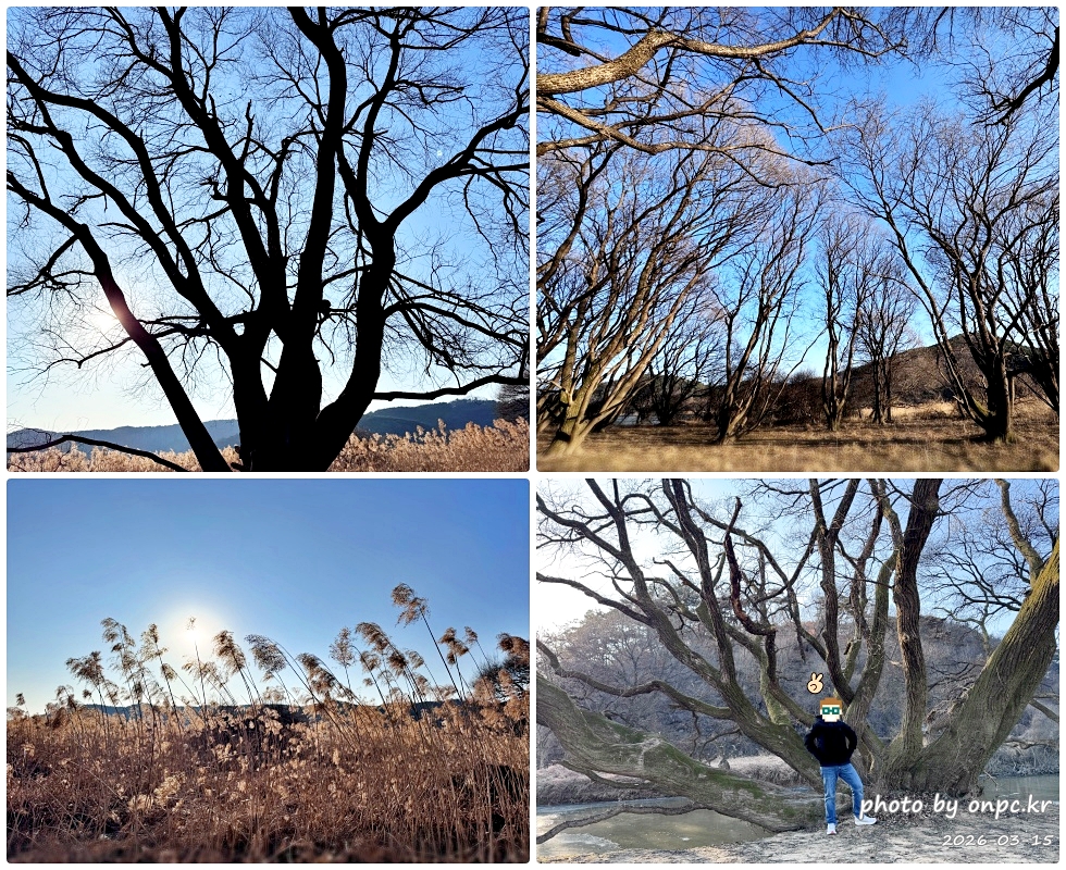 🌿[창녕 여행] 1억 4천만 년의 신비, 겨울 우포늪과 생태관 완벽 탐방기 | 생명길 8.4km 트레킹 후기