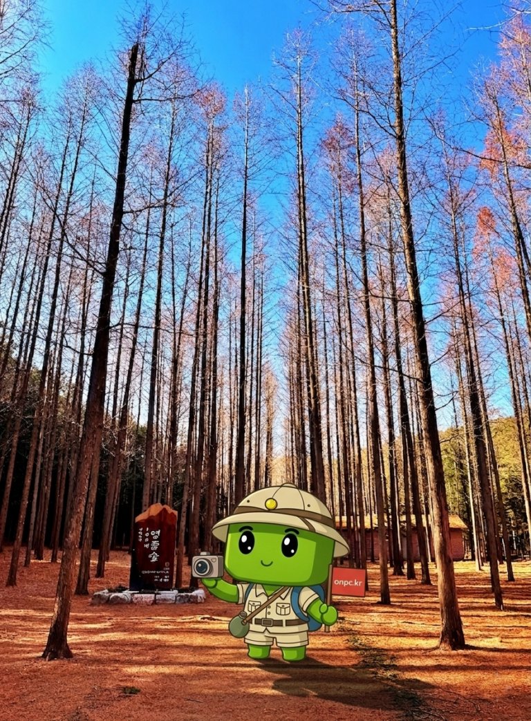 영덕 벌영메타세콰이어숲