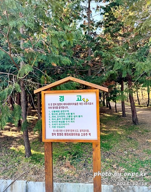 [영덕 가볼만한곳] 대한민국 100대 명품숲! 벌영리 메타세콰이어 숲길 산책 후기🌲❄️