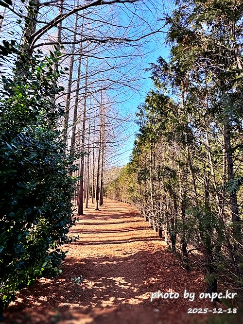 [영덕 가볼만한곳] 대한민국 100대 명품숲! 벌영리 메타세콰이어 숲길 산책 후기🌲❄️