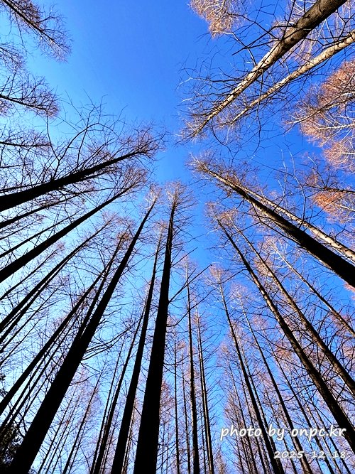 [영덕 가볼만한곳] 대한민국 100대 명품숲! 벌영리 메타세콰이어 숲길 산책 후기🌲❄️