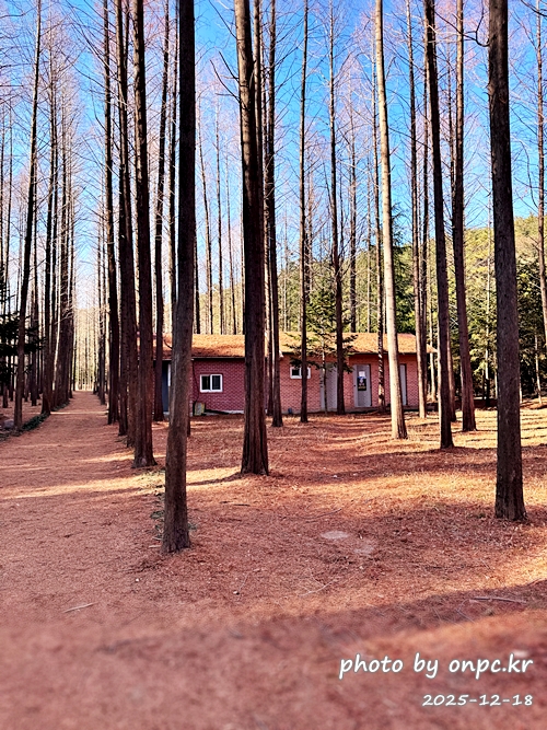 [영덕 가볼만한곳] 대한민국 100대 명품숲! 벌영리 메타세콰이어 숲길 산책 후기🌲❄️
