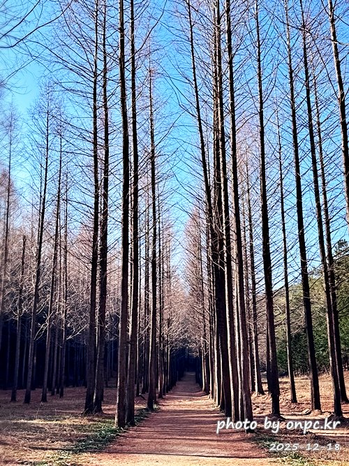 [영덕 가볼만한곳] 대한민국 100대 명품숲! 벌영리 메타세콰이어 숲길 산책 후기🌲❄️