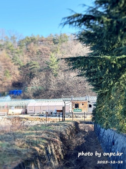 [영덕 가볼만한곳] 대한민국 100대 명품숲! 벌영리 메타세콰이어 숲길 산책 후기🌲❄️