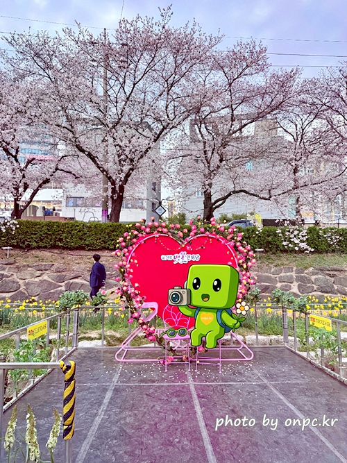🌸 [울산 가볼만한곳] 분홍빛 설렘이 가득한 궁거랑 벚꽃길, 2026년 봄 산책 명소 실시간 후기