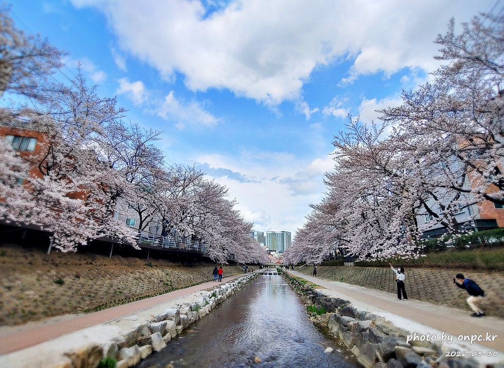 🌸 [울산 가볼만한곳] 분홍빛 설렘이 가득한 궁거랑 벚꽃길, 2026년 봄 산책 명소 실시간 후기